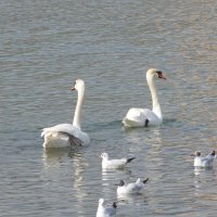 Новороссийск :: Елена Шаламова