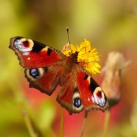 опять про бабочек 468 :: Александр Прокудин опять про бабочек 468 :: Александр Прокудин