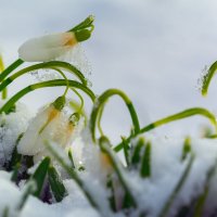 ***** :: Виталий Емельянов