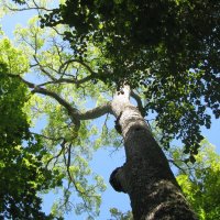 Вяз-великан :: Олег Зоркий