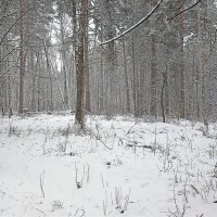 Снегопад в лесу :: Татьяна Тюменка