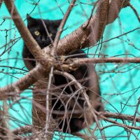 Кот верхолаз. :: Анатолий. Chesnavik.