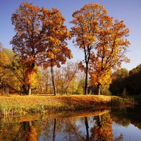 Клёны осенью. :: Иван Реут