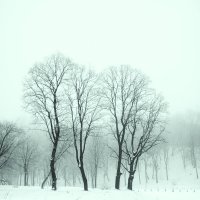 Клёны зимой. :: Иван Реут