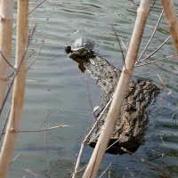 Водные процедуры :: Сеня Белгородский