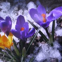 Засыпало красоту :: Людмила Смородинская Засыпало красоту :: Людмила Смородинская