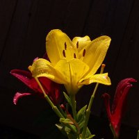 Лилия :: Сергей Швечков