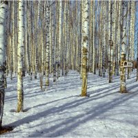 Март в берёзовой роще :: Валентин Котляров