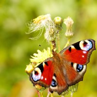 опять про бабочек 474 :: Александр Прокудин