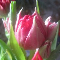 Тюльпан :: Елена Семигина