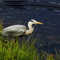 Притаилась :: Юрий. Шмаков