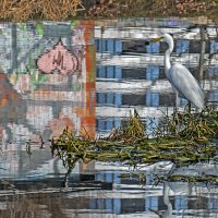 Городская жизнь :: Alexandеr P