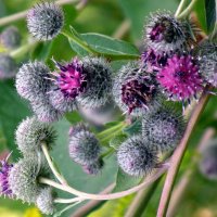 Репейник. :: nadyasilyuk Вознюк