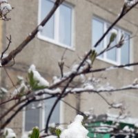 Весна :: Ольга 