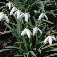 Подснежники :: Рита Симонова