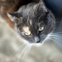 Кошечка Нюшка :: Александр Леонов