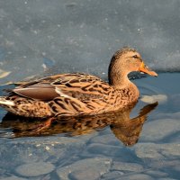 Не разогнаться, лёд. :: Татьяна Помогалова