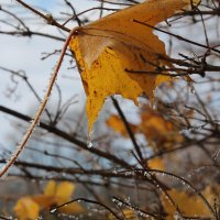 Кленовый лист :: Олег Зоркий