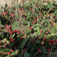 Крымская опунция. :: ИРЭН@ . Крымская опунция. :: ИРЭН@ .