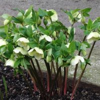 Морозник :: Рита Симонова