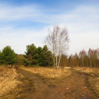 Развилка лесных дорог :: Андрей Снегерёв