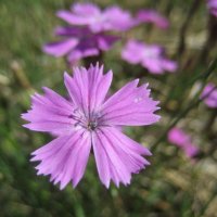 Гвоздика :: Anna Ivanova