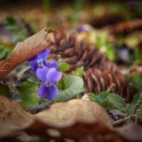 Весеннее пробуждение :: Сергей Весеннее пробуждение :: Сергей