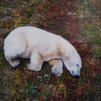 Белый медведь- "Спящий исполин" :: Ольга 