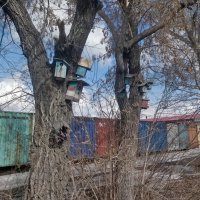 Скворечники,курам на смех :: Андрей Хлопонин