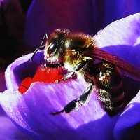 Наслаждение :: Людмила Смородинская