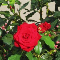 сентябрь четвёртый месяц лета :: Елена Шаламова