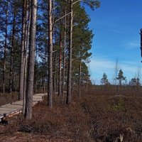 Лесными тропами.. :: Татьян@ Ивановна