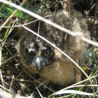 Птенец болотной совы :: Anna Ivanova