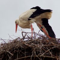 Разминка :: Юрий. Шмаков