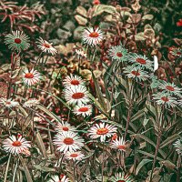 Весёлые ребята :: Владимир Кроливец Весёлые ребята :: Владимир Кроливец