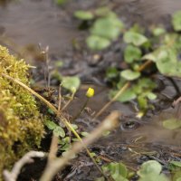 Весенние цветы... :: Вячеслав Макушин