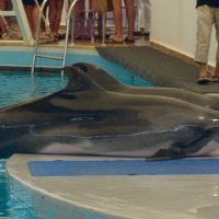 Дельфины в дельфинарии :: Сергей Швечков