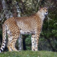 Гепард :: Андроник Александр Гепард :: Андроник Александр