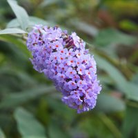 Цветочек. :: Валерий Пославский Цветочек. :: Валерий Пославский