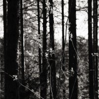 Название отсутствует :: Денис Безногов