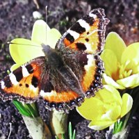 Крапивница проснулась :: Людмила Смородинская