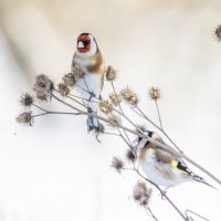 щегол. :: юрий макаров щегол. :: юрий макаров