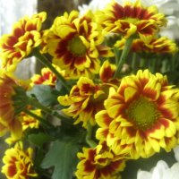 Солнечные :: Елена Семигина