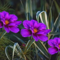 ТРОЙКА :: Владимир Кроливец ТРОЙКА :: Владимир Кроливец