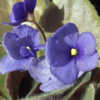 Фиалка :: Freddy 97 Фиалка :: Freddy 97