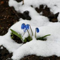 Пролеска :: Татьяна Евдокимова