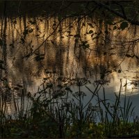 Свет вечерний :: Наталья Rosenwasser