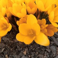 Крокус :: Сапсан 