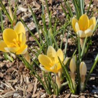 Крокусы :: <<< Наташа >>>