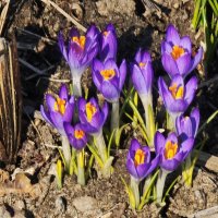 Крокусы :: <<< Наташа >>> Крокусы :: <<< Наташа >>>